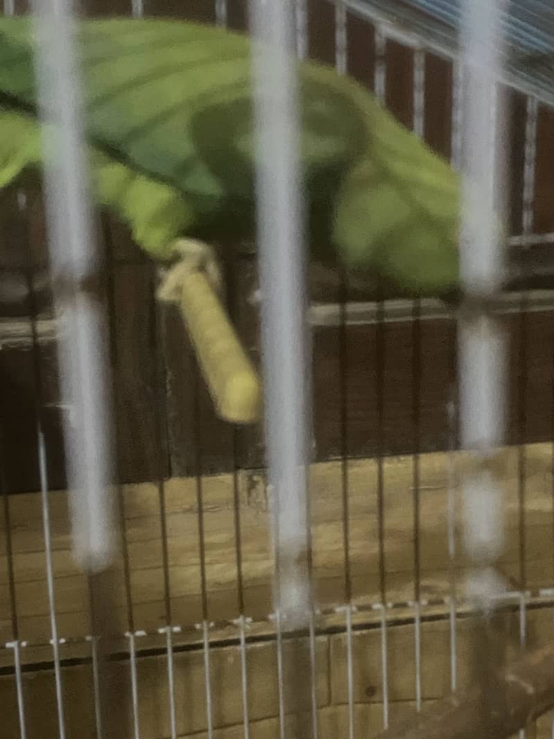 Parrort with cage 2