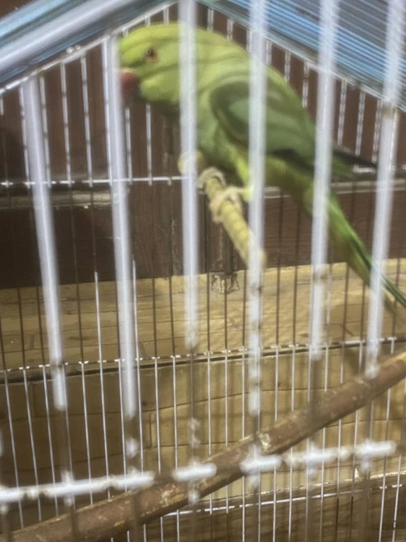 Parrort with cage 3