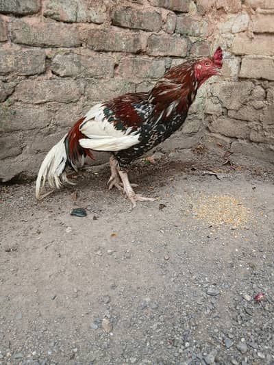 Aseel For Sale