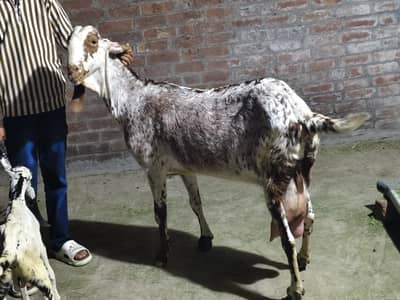 pure makhi cheani goat with male kid for sale