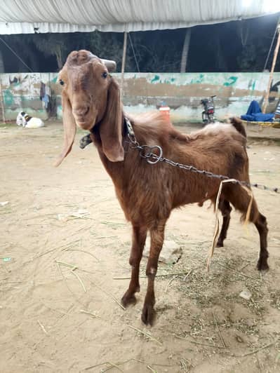 brown color 2year Ghar ka Pala hwa ha