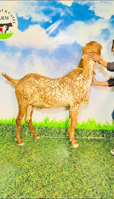 qurbani key ley
