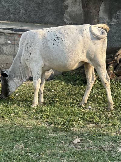 26000 par hisa available ha qurbani ky liy jisko bhi hisa lena ho