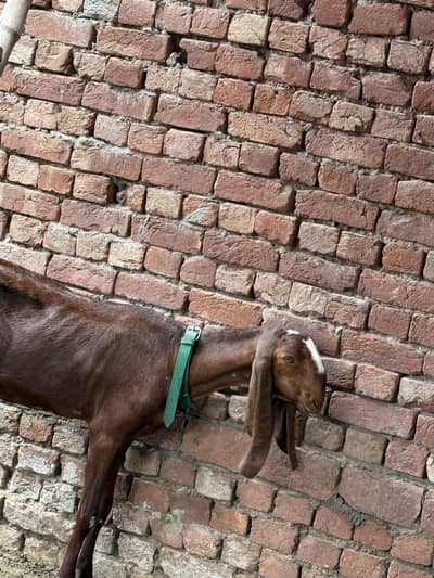 Dasi vip goats for sale