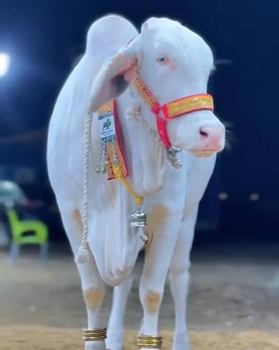 Asaan Qurbani Hissa Booking 2026 - Karachi