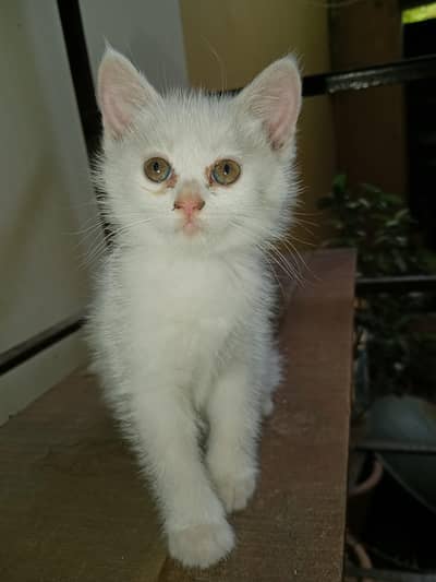 Persian Female kitten