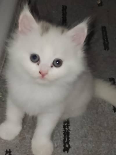 kittens for sale