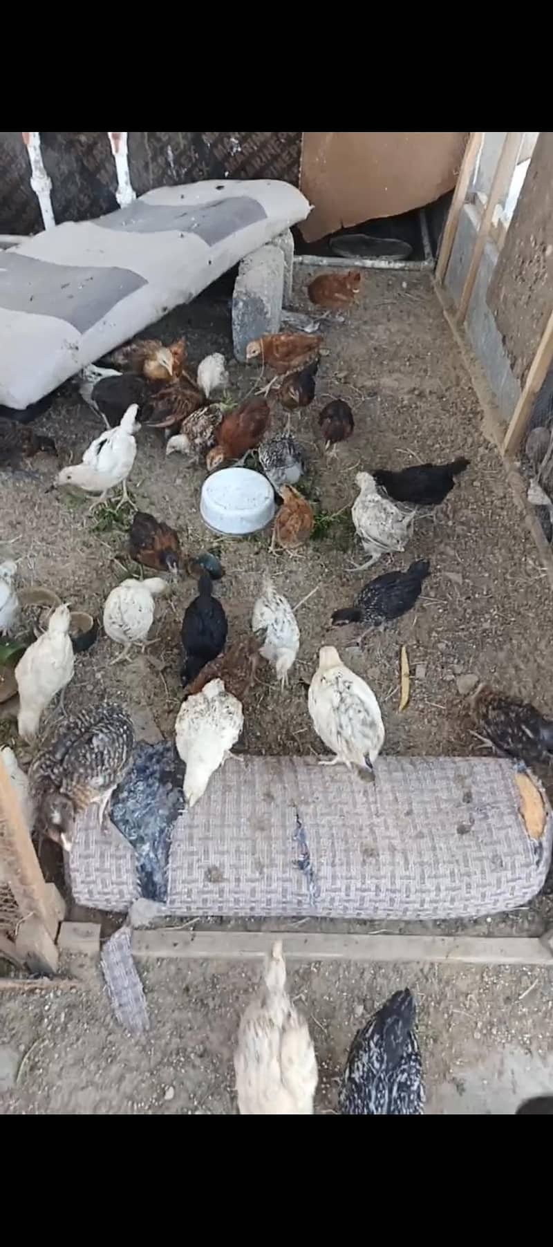 HEALTHY CHICKS 1