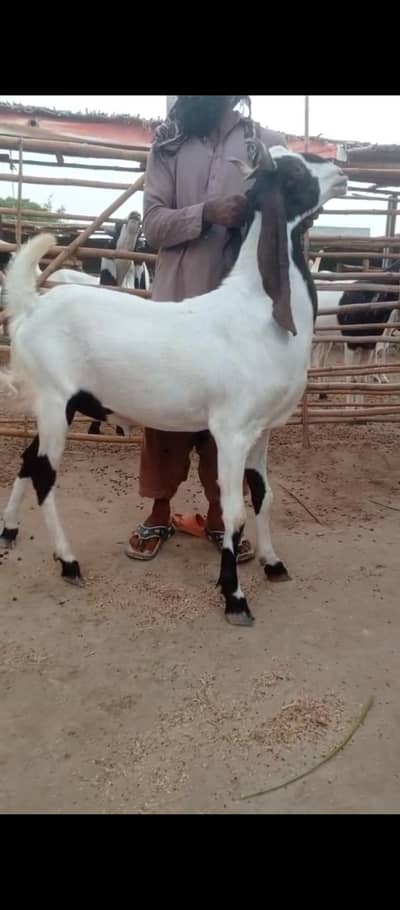 For sale high quality high price Qurbani 2026