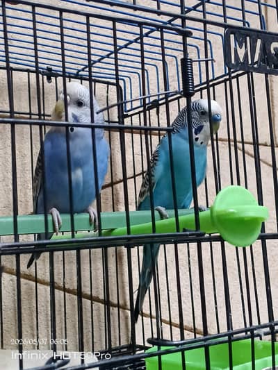 parrot