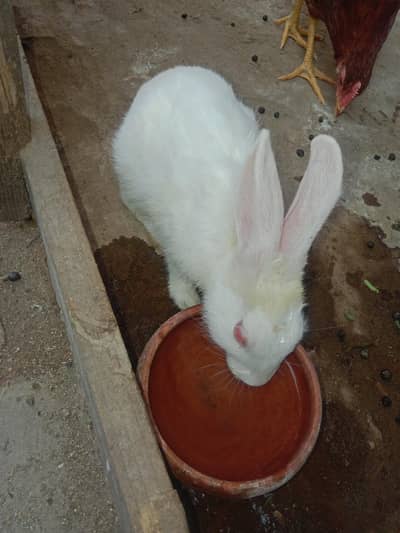 white rabbit