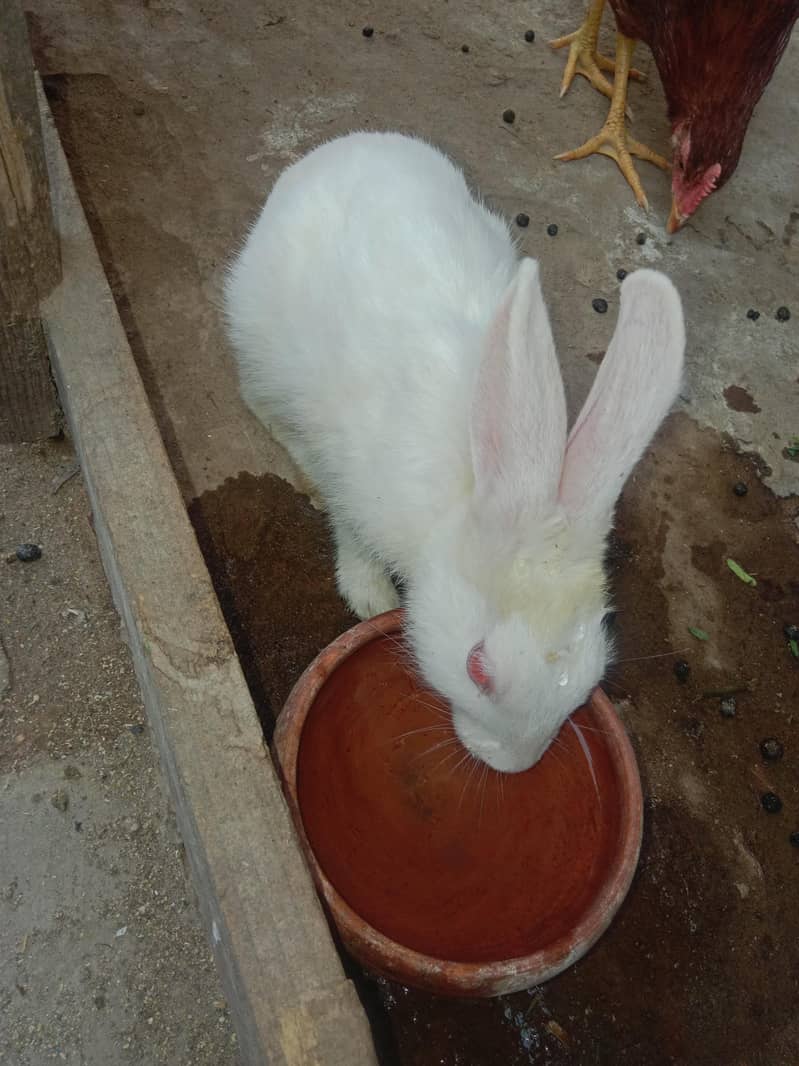 white rabbit 0
