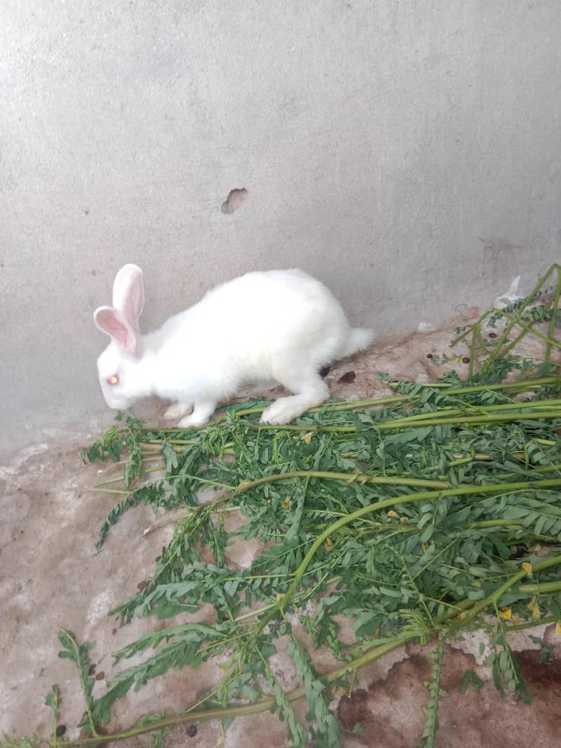 white rabbit 1