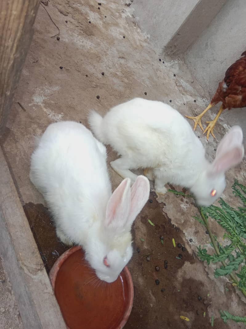 white rabbit 2