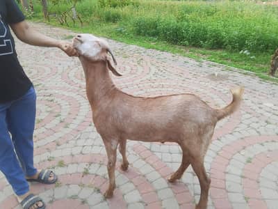 2desi bakry qurbani walay 03096560608