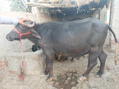 Qata for sale – 4 mann wazan.