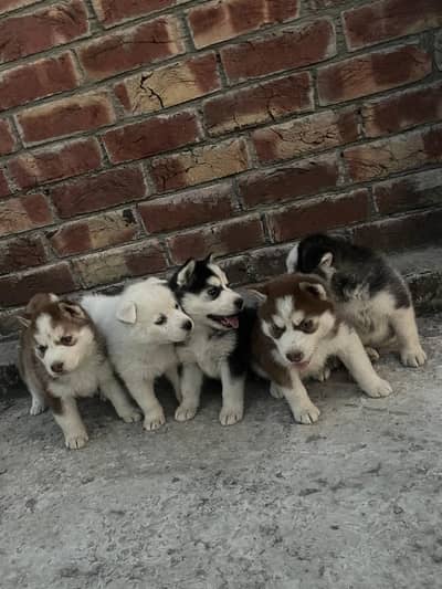 3 male 2 females
