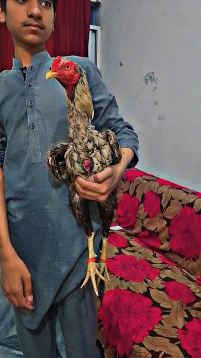 Pure Aseel Murga Long Heighted SHAJRA Healthy and active MashAllah