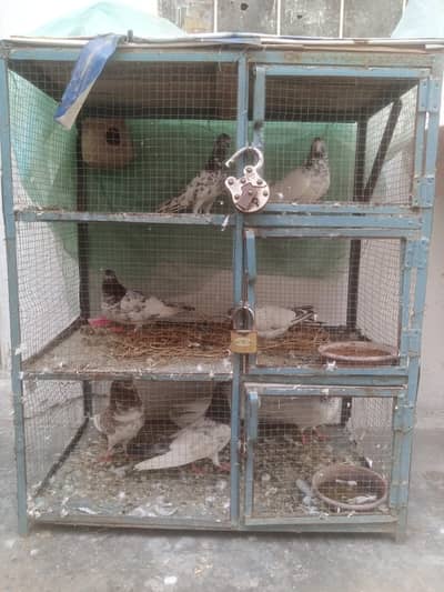 iron cage for sale with pigeons