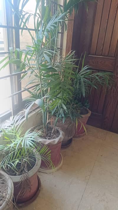 Plants for sale