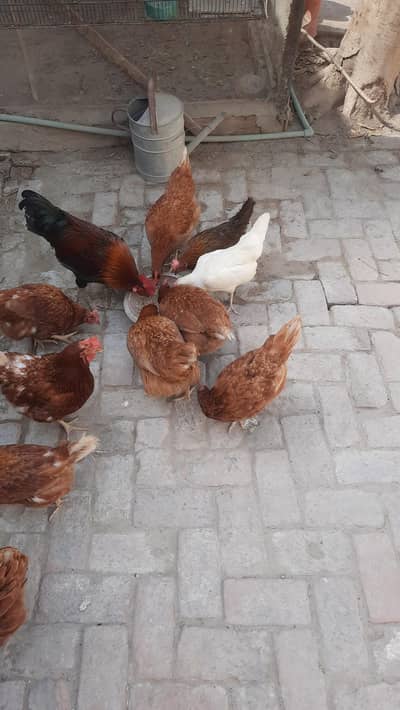 Lohman hens for sale