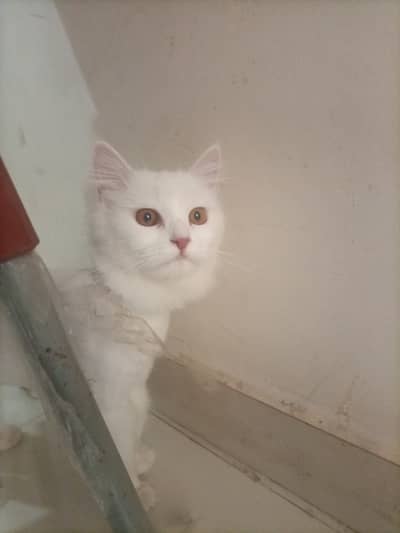 Golden Eyes White Kitten