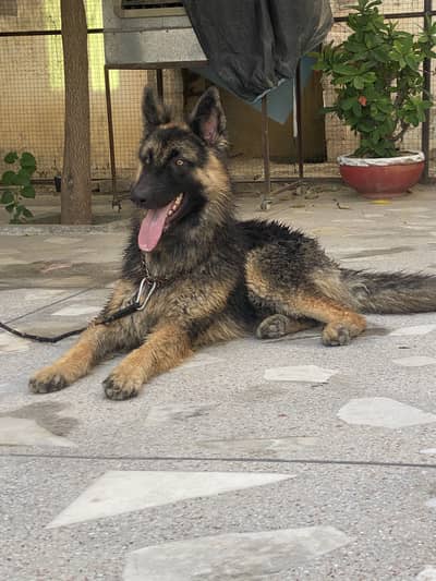 German Shepherd | King Shepherd | Family Dog | Active & Friendly