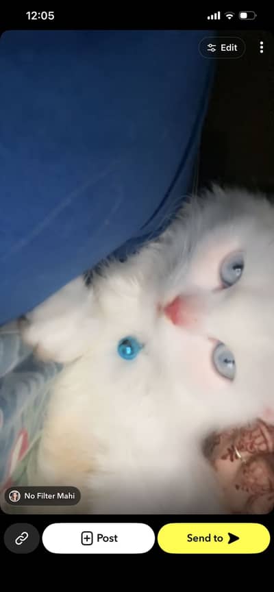 Persion cat available 1 pair only 8000