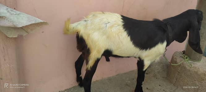 andu Bakra for sale