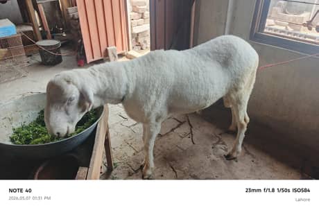 gulabi mundara/sheep/ kajla/bakra