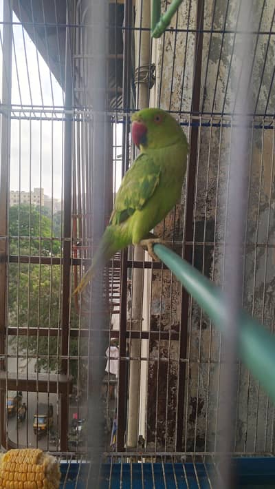 GREEN PARROT