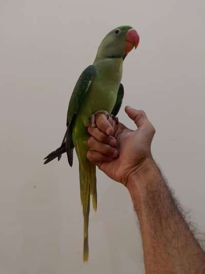 Healthy male baby