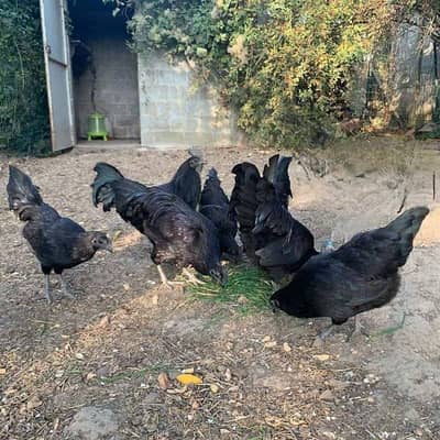 Ayam cemani 5 females available . egg laying