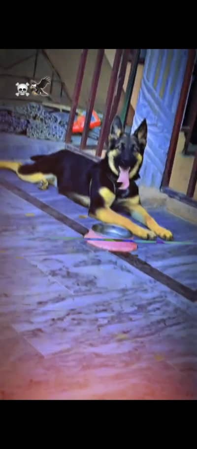 German Shepherd dog