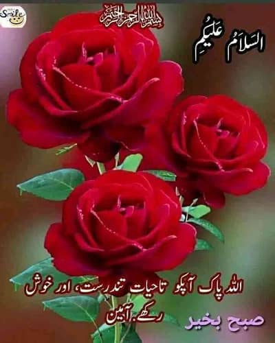 Hanan Dogar