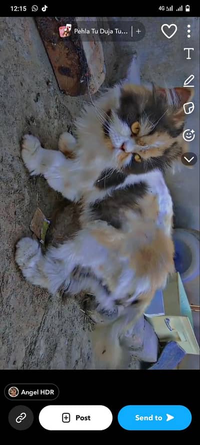 mono cat