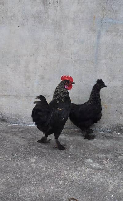 Black Bantam Pair for sale