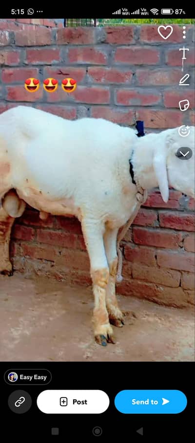 chatra / Mundra / Bakra / sheep / dumba