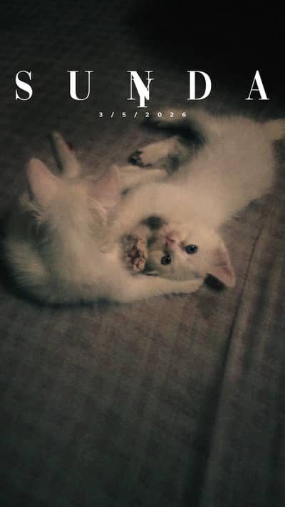 Persian cat for sale Grey Eyes  in white clr