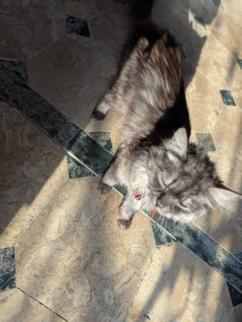 cat with kittens 2