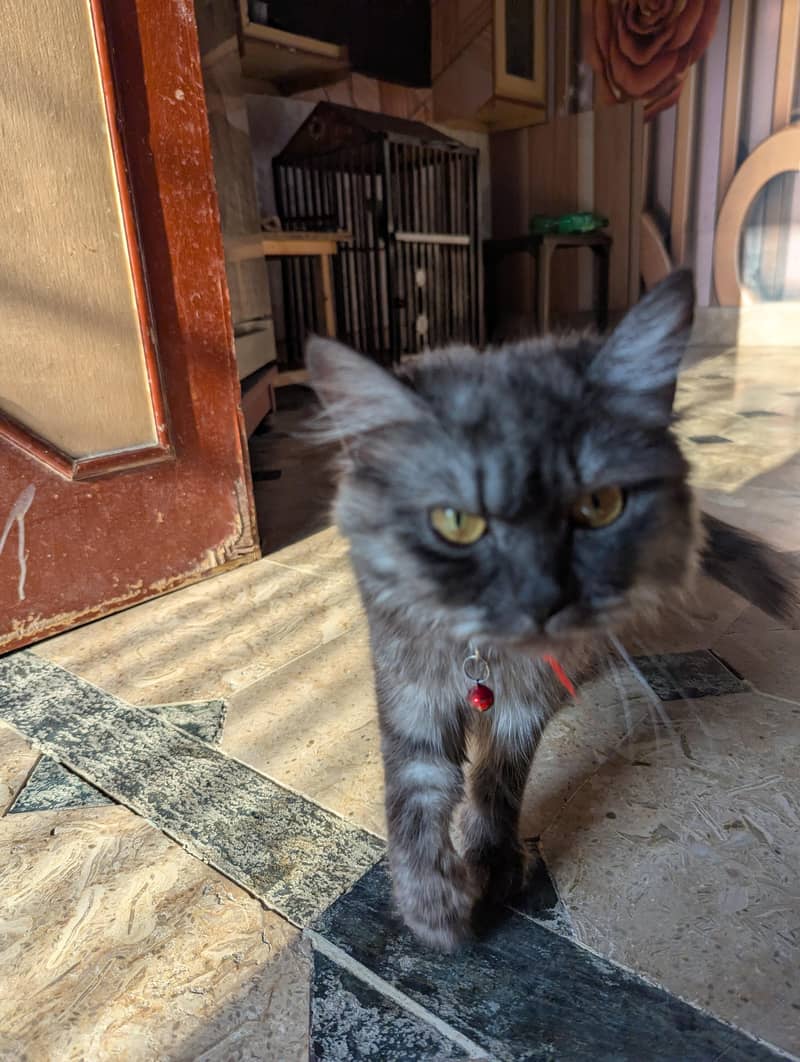 cat with kittens 4
