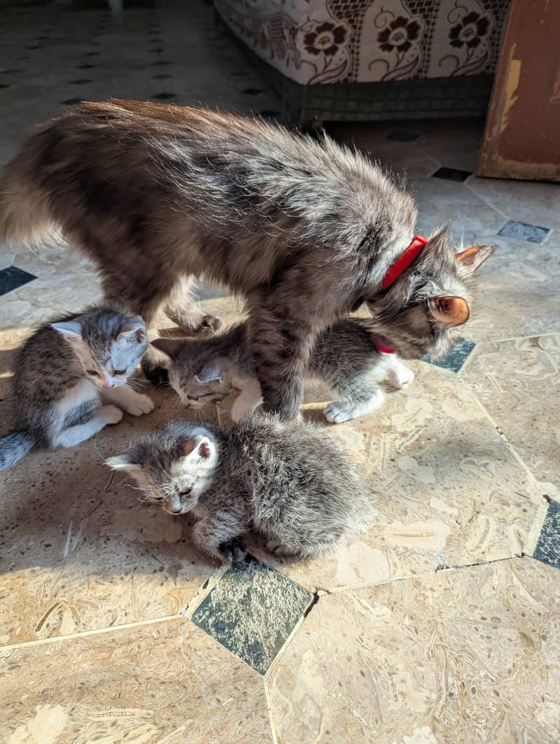 cat with kittens 5