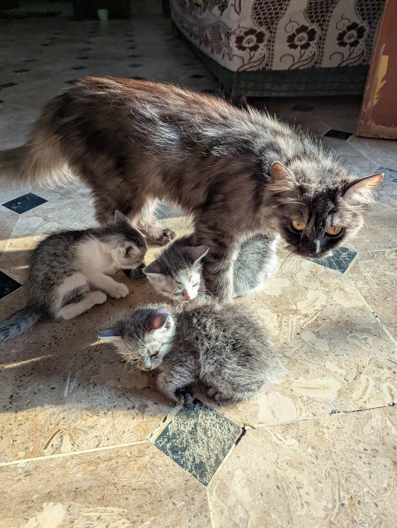 cat with kittens 6