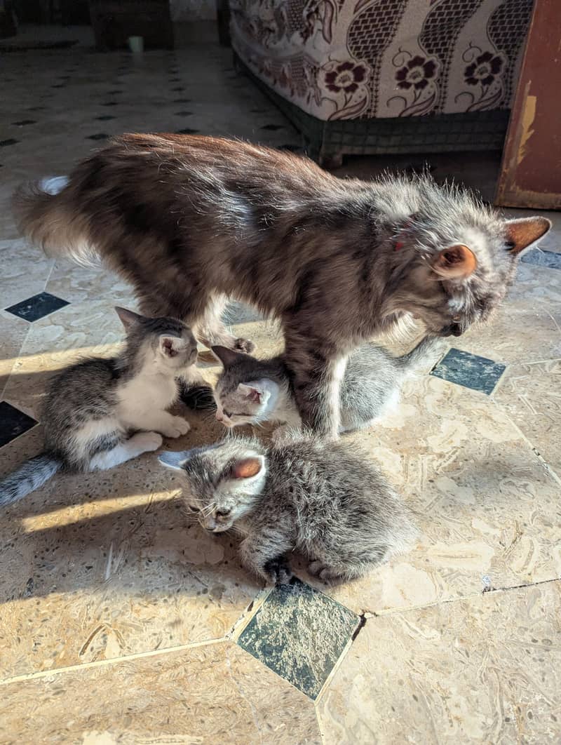 cat with kittens 7