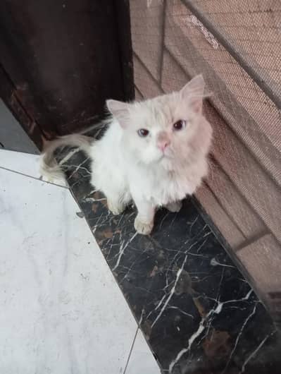 Rescued Persian cat for adoption