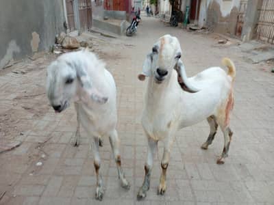 Andu Bakra jodi qurbani 2026