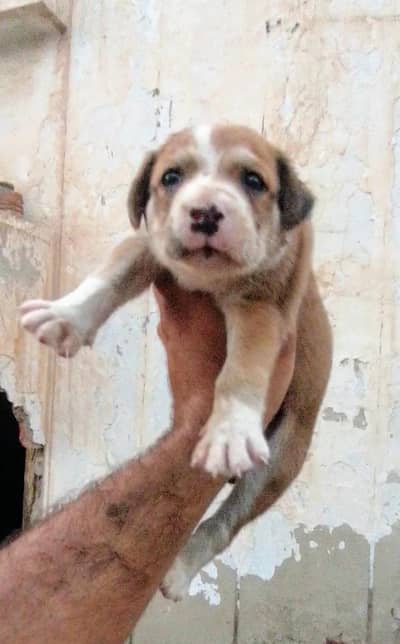 bully gultair male puppy for sale