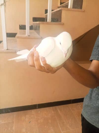 BEST Pigeon BEST QUALITY PIGEON