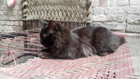 for sale