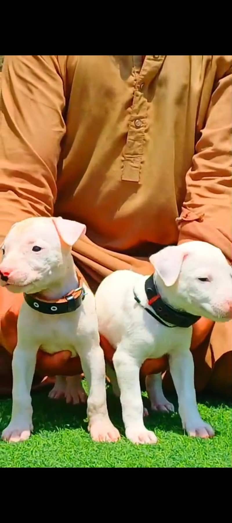 Kohati Gultair puppy 0
